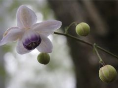 薄紫の妖精レンゲショウマと苔むす渓流 癒しの景色 御岳山ゆるトレッキング