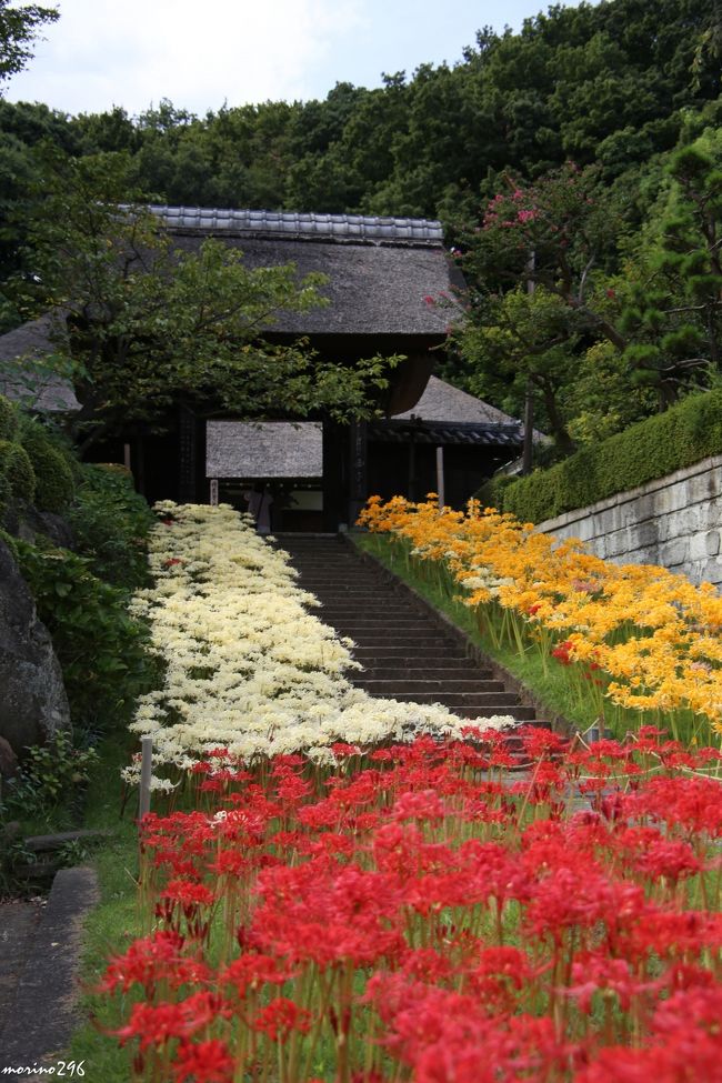 横浜市内で彼岸花を楽しむなら、新羽の西方寺が一押しではないでしょうか。<br />3連休には台風18号が直撃しそうな予報なので、雨が降る前に彼岸花を楽しみに出掛けました。<br />出掛ける前に西方寺のHPを見ると「黄色・白・ピンクの彼岸花はすでに見頃を迎えているが、赤い彼岸花はもう少し先」とのことでしたが、行ってみると赤い彼岸花も見頃となっていました。