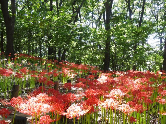 群馬県伊勢崎市の「境御嶽山自然の森公園」へ彼岸花を見に行ってきました。時期は少し早かったようで、咲き具合は4分咲きくらいです。花の数は少なくて、山全体が赤くなるほどではありませんが、若い花が多くて綺麗です。蕾が沢山あるので、満開になれば見応えがあると思います。