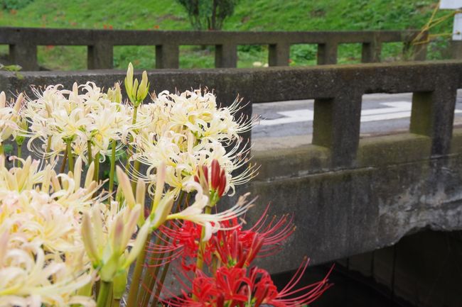 今年も、神奈川県藤沢市と茅ケ崎市の境を流れる小出川の彼岸花を見て来ました。<br />今回は、来週行われる「彼岸花まつり」を前に、ちょっと立ち寄って様子を見るだけのつもりだったので、全体の半分も歩いていませんが、白い彼岸花が満開で、とても良かったので「紅白」と題して紹介します。<br />残念ながら、雨が降り始めたところだったので、富士山は見えませんでしたが、花に魅惑的な雨粒が宿り、晴天の日では見られない彼岸花を撮ることが出来ました。雨降りの彼岸花もおすすめです。<br />