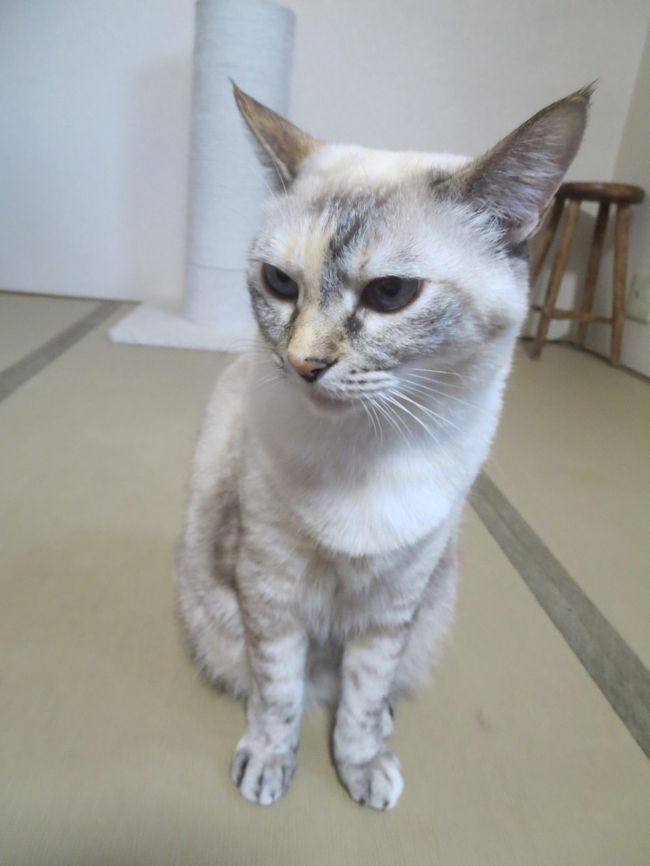 夏休み　ふるさと納税をした佐伯市と大分の温泉　3日目　湯布院の天井桟敷でランチ、別府温泉50匹猫を飼っている宿で猫と触れ合い、日田温泉に泊まる