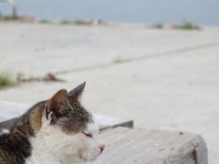 弾丸してきました / 日本の離島を巡る旅 (田代島編)