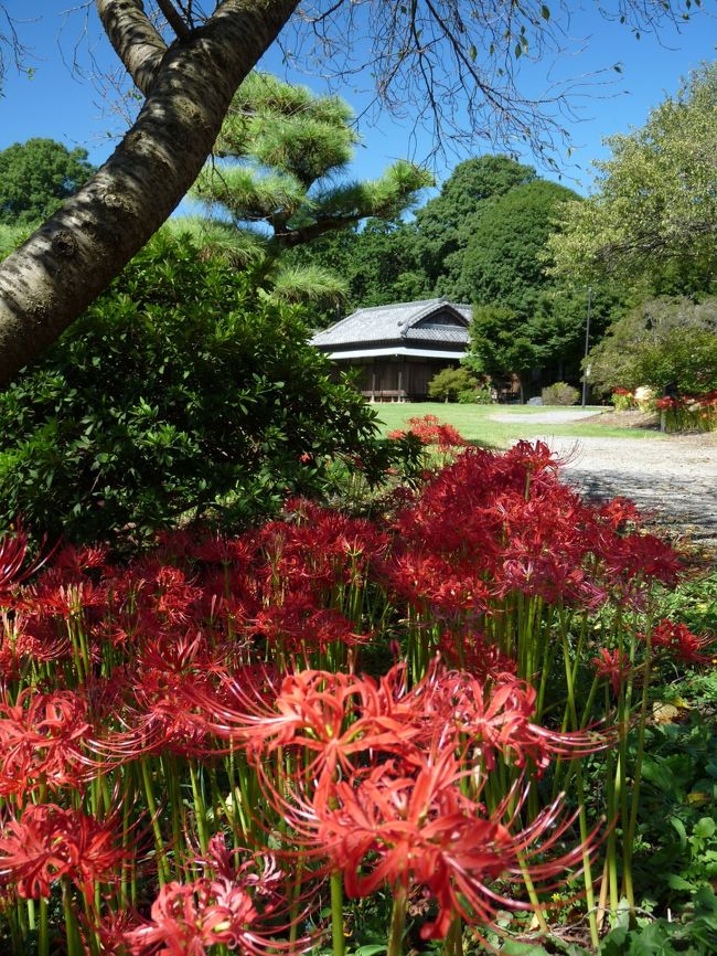 つつじが岡第二公園のヒガンバナ_2017_満開ですが、見頃は若干過ぎています。（群馬県・館林市）