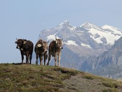2017 スイス名物列車で巡るヨーロッパ・アルプス４大名峰　（4） PM