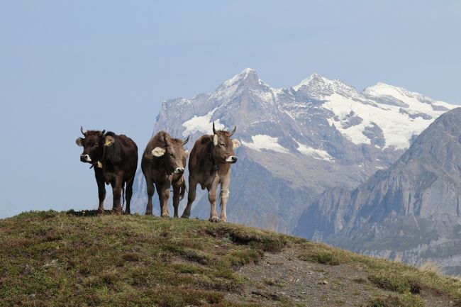 2017 スイス名物列車で巡るヨーロッパ・アルプス４大名峰　（4） PM