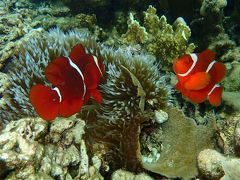 スラウェシ島　マナドの旅（４）～ブナケン島４日目　シュノーケリング（フクイ、ティモール）～