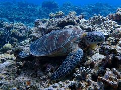 沖縄ケラマダイビング☆カメちゃんとの遭遇