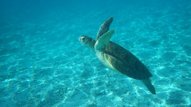 世界が恋する海　座間味島2017 ２