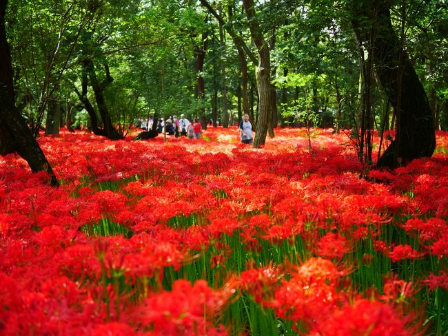 埼玉日高市の巾着田で約500万本が自生する曼珠沙華(彼岸花)が見頃を迎えたと聞き行ってみた。今年は8月の冷夏の影響で見頃が一週間ほど早まったとか。<br /><br />※巾着田 曼珠沙華まつり2017の概要<br />【開催日】2017年9月16日(土)～10月1日(日)<br />【時間】9:00～16:30<br />【場所】巾着田曼珠沙華公園<br />【料金】(税込)入場料大人300円<br />【昨年の人出】約30万人<br />