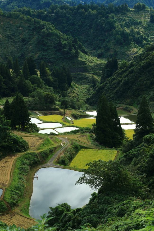 連休は新潟へ。<br />次回に備えて柏崎、山古志へ下見の旅。<br /><br />1日目<br />赤坂山公園/松雲山荘(しょううんさんそう)<br />飯塚邸<br />貞観園(ていかんえん)/貞観堂<br />荻ノ島かやぶきの里<br /><br /><br />2日目<br />山本山クラインガルテン<br />山古志の棚田<br />機那サフラン酒本舗<br />良寛と夕日の丘公園