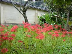 鎌倉の古寺に彼岸花（曼殊沙華）を尋ねて