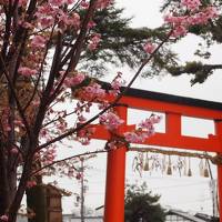 春の京都ひとり旅【８】三日目・上賀茂神社、哲学の道のお花見