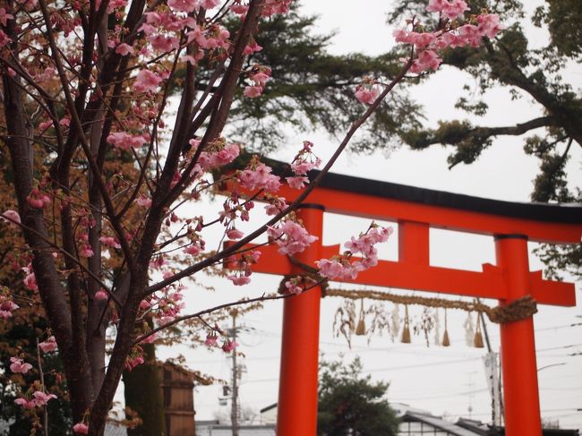 春の京都ひとり旅【８】三日目・上賀茂神社、哲学の道のお花見