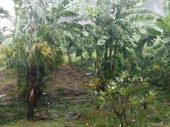 ピピ島でリゾート(雨季の洗礼ラストダイブ)④