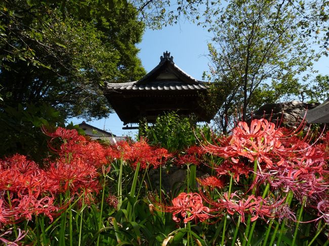 前回（１３日）に訪れてから８日経った今日（２１日）、常楽寺へ彼岸花を見に行ってきました。今シーズン２回目です。<br />前回は４～５分咲きでしたが、今回は見頃は過ぎていて、かなりの割合で花が萎れていました。萎れた／萎れかけた花が多いので、十六羅漢の石像を探しながら、境内を散策しました。全部見たつもりで帰ってきましたが、帰宅後確認したら１５体しか見ていませんでした。