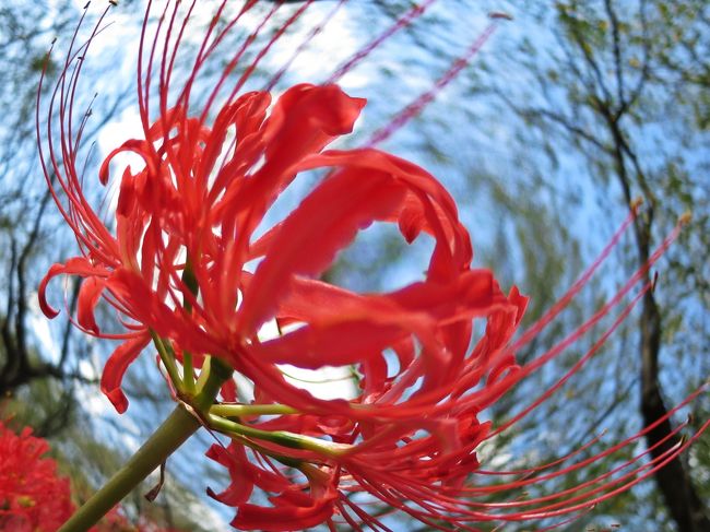 秋を告げる花 曼珠沙華。<br />情熱を思わせる炎を模した緋色の花びらは、夏の忘れ形見。<br />風が流れると花の蕊がゆらゆらと揺れ、その妖しさに磨きをかける。<br /><br /><br />曼珠沙華に埋め尽くされた権現堂桜堤は、深紅の海。<br />桜の木々の間で咲き誇る紅の華は、夏が残した幻燈。<br />曼珠沙華は、秋が始まる前の夏の残り香なのかもしれない。<br />