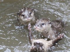 コツメカワウソの三つ子の赤ちゃんの成長ぶりが見たくて敬老の日は智光山公園こども動物園へ