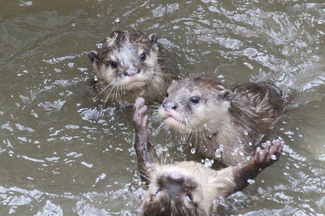 自宅から車で15分ほどのところにある、我が家から１番近い動物園である智光山公園こども動物園。<br />和歌山の南紀白浜からの夜行バスで帰宅してしっかり疲れをとった翌日の敬老の日に、お盆以来、約１ヶ月ぶりで再訪しました。<br />レッサーパンダのいないこの動物園に、こんなにすぐに再訪したのは、なんといってもコツメカワウソの赤ちゃんに魅了されたからです@<br /><br />我が家から近い上に小さな動物園なので、朝から晩まで気張る必要はなく、今回は家の用事をすませてからだったので、入園したのは14時50分でした。<br />でもそれが、ちょうどコツメカワウソの赤ちゃんたちが水中で大はしゃぎしていた最中でした！<br />赤ちゃんたちは15時15分にはお昼寝してしまったらしく、バックヤードから姿を見せなかったので、絶妙のタイミングでした！<br /><br />もちろん、13時のコツメカワウソの食事タイムを狙えば、いまや赤ちゃんたちも魚を食べているようなので、赤ちゃんたちに会える確率は高かったですが、15時前というこの時間に訪れたのは賭けでした。<br />ほんとにタイミングが良かったです！<br /><br />ちなみに、たぶんアキ・パパとリオくんだと思いますが、この２頭は出ずっぱりでしたので、赤ちゃんがいなくても、コツメカワウソの可愛い姿は楽しめました。<br /><br />智光山公園こども動物園は、入園料200円で駐車場無料の小さな市営の動物園ですが、コツメカワウソの赤ちゃん以外にも楽しみはあります。<br />長寿のブラジルバクのカップルに、名前が決まったばかりのマーコールの赤ちゃん、日本の動物園では最長の21メートルもあるテンジクネズミのお帰り橋、ふれあい広場のヤキたちふれあいメンバーがおうちに帰るときの必死な様子、そしてヒナが巣立ちして５羽並んでいるモリフクロウや、こぼれそうなほど大きな目をしたコノハズクといった鳥類たち。<br />今回もそれらを網羅するようにしたので、先月８月の前回と似たコースを回ることになりましたが、滞在が前回より１時間半短くても、前回と違って、コツメカワウソの赤ちゃんの出待ちをせずにすんだ分、イベントや動物たちが効率良く見られて、その意味でもラッキーでした。<br /><br />また、敬老の日のイベントとして長寿の27才のボブくんをお祝いするワオギツネ・トークもありました。<br />野生下だと平均寿命が16～19年だというのに、ボブくんはとても元気で、同居中の７才のサニーちゃんと比べても、長老だとは全くわかりませんでした。<br />ボブくんはひとなつっこく、エサに必死な可愛くて若々しい姿を見せてくれました。<br /><br />※写真の整頓がしやすかったので、アドベンチャーワールド編より先に旅行記を作成しました。<br /><br />智光山公園こども動物園の公式サイト<br />http://www.parks.or.jp/chikozan/zoo/<br /><br />＜タイムメモ＞<br />14:25　家を出る<br />14:40　臨時駐車場に車を停める<br />14:45　智光山公園こども動物園に入園<br />14:50-15:15　コツメカワウソ<br />（15:15には三つ子の赤ちゃんお昼寝）<br />15:15-15:30　敬老の日のワオギツネ・ガイド<br />15:30-15:35　コツメカワウソ（アキとリオのみ）<br />15:40-15:45　マーコール（チャチャ）<br />15:45-15:50　ブラジルバク＆同居のマーラ<br />15:50-15:55　カピバラ<br />16:00-16:05　テンジクネズミのお帰り橋<br />16:10-16:20　ふれあいメンバーのトカラヤギたち<br />（16:20頃にヤギたち帰宅）<br />16:20-16:25　猛禽類<br />16:30　動物園を出る（閉園時間）<br /><br />＜これまでの智光山公園こども動物園の旅行記＞<br />2017年８月11日<br />「2017年お盆の３日連休初日は自宅から最も近い智光山公園こども動物園へ（前編）コツメカワウソ特集：三つ子の赤ちゃんの泳ぎの練習が見たくて」<br />http://4travel.jp/travelogue/11270727<br />「2017年お盆の３日連休初日は自宅から最も近い智光山公園こども動物園へ（後編）マーコールの赤ちゃんや楽しいカピバラ・カップルや日本一長いテンジクネズミのおかえり橋とおうちにダッシュで帰るヤギほか」<br />http://4travel.jp/travelogue/11270740<br />2017年５月３日<br />「ゴールデンウィークは地元埼玉で過ごそう！（１）智光山公園こども動物園：GW中の県道の渋滞と駐車場を甘くみて車で向かったけど、コツメカワウソ親子のむしゃむしゃタイムに間に合った＆羊の毛刈りでポポちゃんお疲れさま！」<br />http://4travel.jp/travelogue/11240506<br />2017年２月25日<br />「智光山公園こども動物園～我が家に一番近い動物園はいま～コツメカワウソが３頭家族に！＆モルモットの雛壇」<br />http://4travel.jp/travelogue/11219161<br />2016年３月６日<br />「久しぶりに自転車でのんびり智光山公園へ（後編）こども動物園：レッサーパンダはいないけど、日本最高齢のブラジルバクのペアに会いたくて&#12316;モルモットの橋渡りは日本最長21m！」<br />http://4travel.jp/travelogue/11110633<br />2011年１月１日<br />「初詣よりも先に智光山公園（2）ひとなっつこかった３匹のネコちゃんたちとひょうたん池のおやすみマガモ」<br />http://4travel.jp/travelogue/10532887/<br /><br />※これまでの動物旅行記の目次を作成済。随時更新中。<br />「動物／動物園と水族館の旅行記～レッサーパンダ大好き～　目次」<br />http://4travel.jp/travelogue/10744070<br />