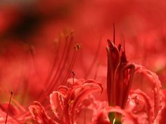 巾着田の真紅のヒガンバナじゅうたんに浸るも12回目（後編）真紅のじゅうたんの中の光の路と曼荼羅のような奇跡の造形の花を求めて