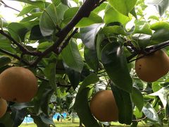 秋の満腹ツアー(茨城県かすみがうら市で梨狩り、栗拾い、巨峰狩りの旅)