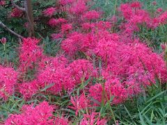 彼岸花が見頃の小石川後楽園を散歩   :*:・゜'★.。・:*:・゜'☆♪