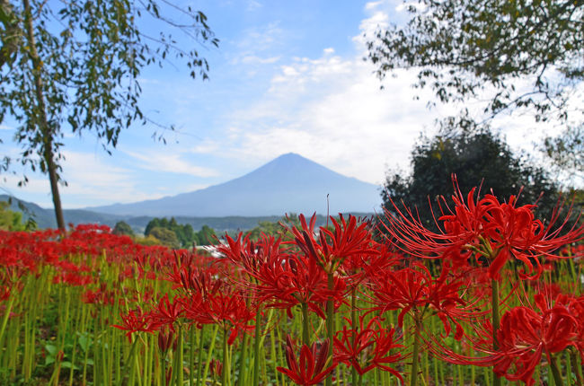 興徳寺まで行き、彼岸花と富士山などを撮って来ました。<br /><br />★興徳寺のHPです。<br />http://kotokuji.jp/