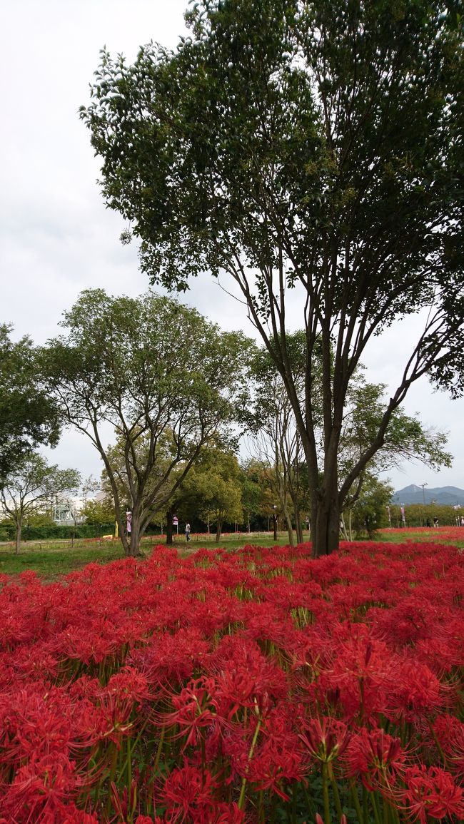 岡山で、お花を楽しんできました＾＾<br /><br />９月２３日は、児島湖花回廊にて、彼岸花を。<br /><br />９月２１日は、備中国分寺で、赤米とコスモスを。<br /><br />この時期は、動きやすくてうれしいな☆