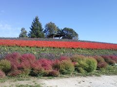 札幌発日帰り？ワンデー美瑛・上富良野～美瑛と上富良野の花を楽しむ日帰り？旅～（後編）