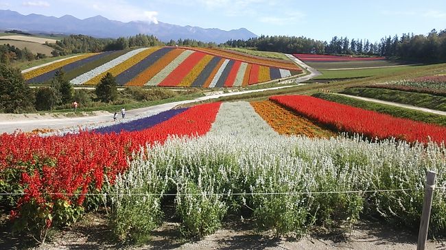 札幌発日帰り？ワンデー美瑛・上富良野～美瑛と上富良野の花を楽しむ日帰り？旅～（前編） 