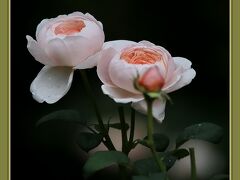 Solitary Journey［1918］薔薇は豪華で見応えがある初夏を彩る花です。＜山間の田舎道を走る♪湧永庭園バラ園＞広島県安芸高田市