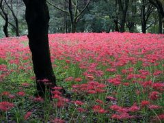 野川公園に彼岸花を訪ねて