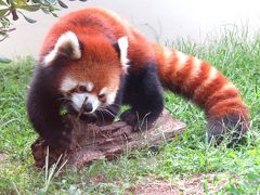 初秋のレッサーパンダ紀行【３】 京都市動物園　特任園長になれるのには理由（わけ）がある！？ ジャスミンちゃんのさすがの営業力！！