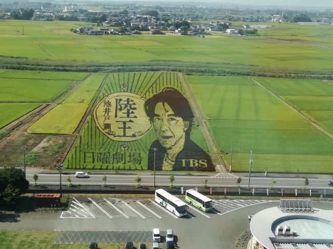 行田市の田んぼアートと巾着田の曼珠沙華を見に行くバスツアーに参加しました。<br />巾着田の曼珠沙華は団体の方が駐車場にすぐ入れる確率が高いのです!<br />ネモフィラで経験した団体ツアーの特典!<br />さすが日曜日ということもあって激混みでした。バスツアーにして良かったです。