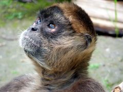 ２４．初夏の北海道 旭川２泊　旭山動物園その２　両生類・は虫類舎　北海道産動物舎　ちんぱんじー館　サル舎　おらんうーたん館