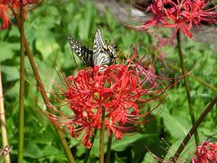 「ヒガンバナ（彼岸花）」を見たくて、大阪万博記念公園・自然文化園をミニミニ散歩。（2017）