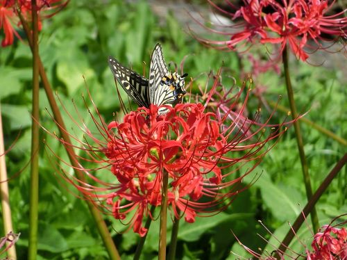 ハウス風マイバチ（花梨瘤） 61cFIDYsGfL._UF350,350_QL50_.jpg