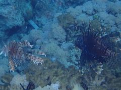 スラウェシ島　マナドの旅（６）～ブナケン島５日目最終日～