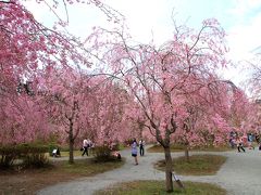 高見の郷、まさに今が見頃のしだれ桜。