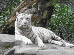 リベンジ!! シンガポール その2  シンガポール動物園で癒される