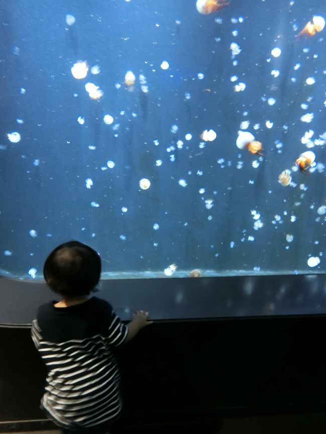 クラゲで有名な加茂水族館へ