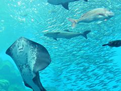 仙台うみの杜水族館1/5　日本のうみ/いのちきらめく　☆三陸沖の海を再現した大水槽