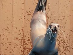 仙台うみの杜水族館3/5　アシカのパフォーマンス　☆コミカルで息の合った動作