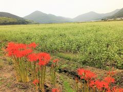 可憐な花が辺りを白く染めるそばの郷金剛山