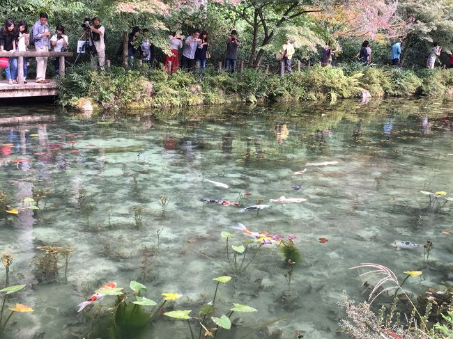 お彼岸だしお墓参りへ<br />お墓から近いモネの池も行ってみたかったので<br />ドライブすることに。<br />楽しみだなぁ～(❁´ω`❁)