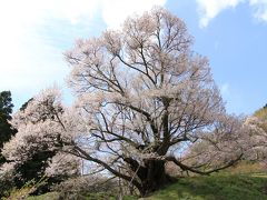 仏隆寺の千年桜