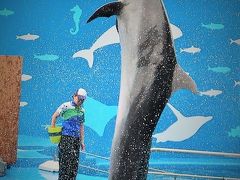 仙台うみの杜水族館5/5　イルカの空中群泳/大迫力の姿態　☆低速連続撮影の実力発揮!