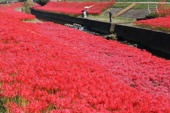 市の南西部を流れる逢妻女川の土手で、男橋（宮上町）から、天王橋（丸根町）までの約450メートル。<br />平成8（1996）年、地域の有志によって結成された「逢妻女川彼岸花育成会」によって毎年植え付けが行われ、<br />今では200万本以上の大群生になっているそうです。<br /><br /><br />毎年のように出かけている逢妻女川の彼岸花ですが、今年も気になって見に行ってきました。<br />良いお天気で、日差しも強い日でしたが、まるで赤い絨毯を広げたようで、彼岸花もきらきらと輝いてとてもきれいでした。