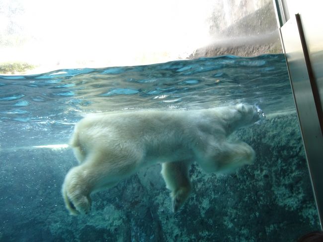 北海道旅行３日目～５日目<br /><br />順調に旅をして３日目は旭山動物園、<br />４日目富良野<br />５日目最終日はえこりん村をちょっとみて<br />帰ります！