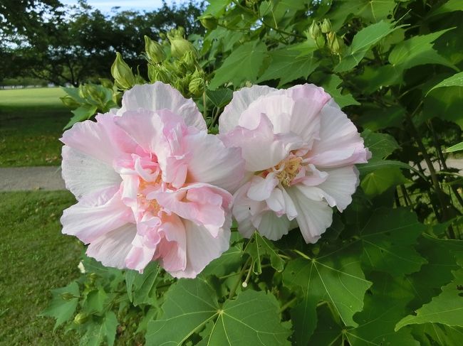 自然文化園内にある「夏の花八景」には今年７月上旬に初めて訪れましたので、今回は２度目の訪問となりました。<br /><br />大阪万博記念公園を訪れる人でも、「夏の花八景」まで脚をのばす人は極わずかだと思います。<br />うまく言えば”「夏の花八景」は、花が好きな人にとっては穴場的な場所”なのです。<br /><br />”名前は「夏の花八景」ですが、初秋の「花八景」にはどのような花がさいているのか？”好奇心を持って訪問してきました。<br /><br />園内で出会った人は若い女性二人旅と若い男性の一人旅と思われる三人だけでした。そのような静かな環境であったため、マイペースで花見物をすることができました。<br /><br />７月に比べれば咲いている花の数は随分少なかったですが、それなりに素晴らしい花を見ることが出来ました。<br />よろしければ一見していただければ有難く思います。<br /><br />※写真の花は、「フヨウ（芙蓉）」です。<br /><br />