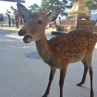 尾道、広島の旅  （2日目 宮島編）